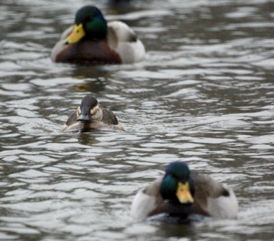 Ruddy Duck with Mallards