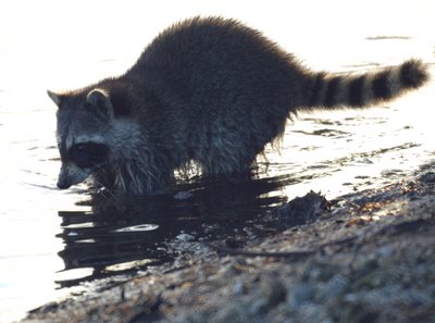 Racoon