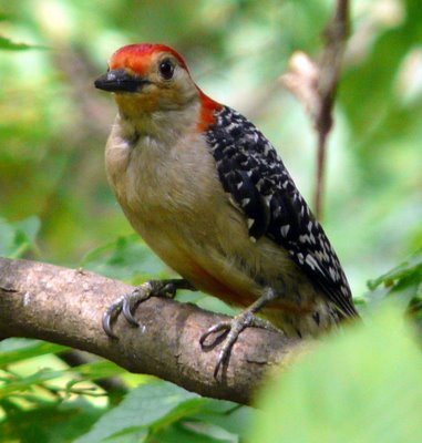 Red Bellied Woodpecker