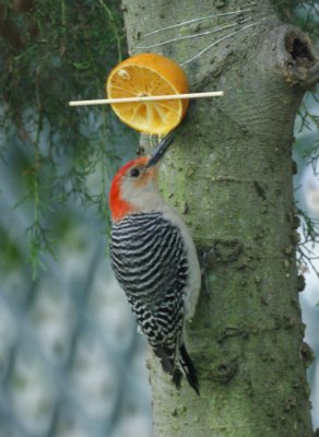 Red-bellied woodpecker