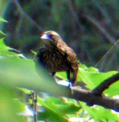 Baby Red Winged Blackbird