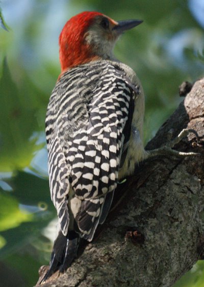 Red Bellied Woodpecker