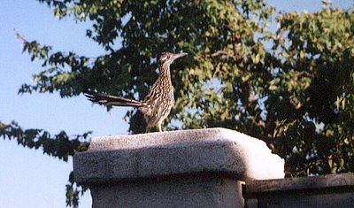 Roadrunner