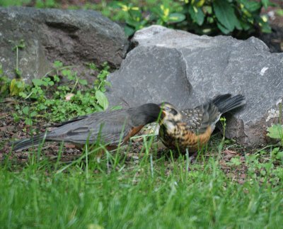 Robin feeding