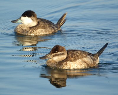 Ruddy Ducks