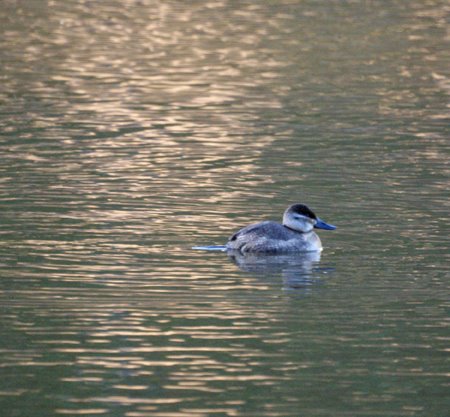 Ruddy Duck