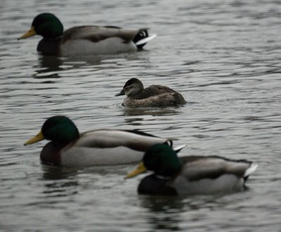 Female Ruddy Duck and Mallards