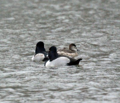 Ruddy Duck with Lesser Scaups