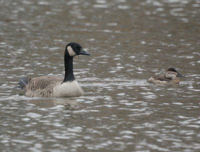 Ruddy Duck with a Canada Goose