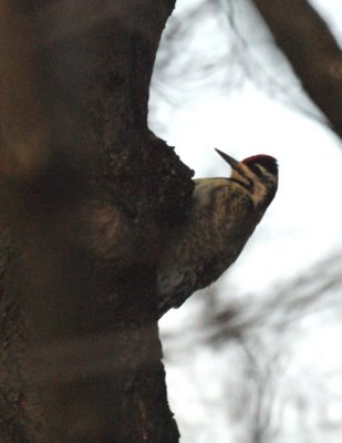 Yellow Bellied Sapsucker