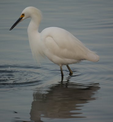 Snowy Egret