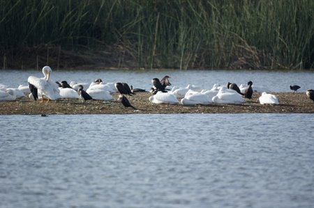 Pelicans and Cormorants