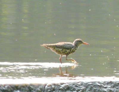 Sandpiper