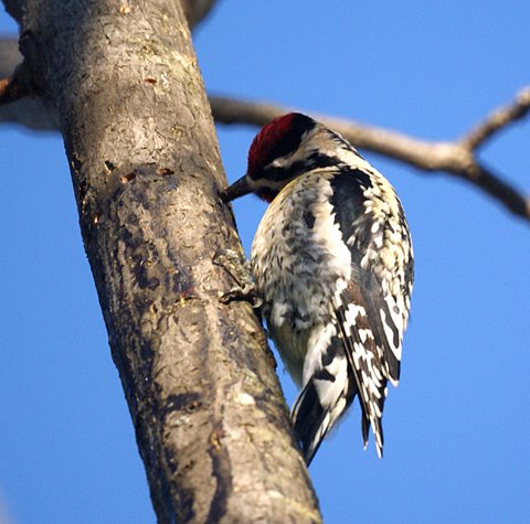 Yellow-bellied Sapsucker