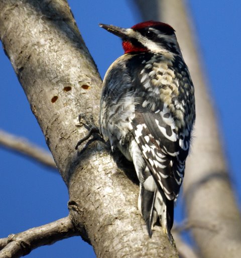 Yellow-bellied Sapsucker