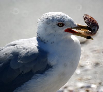 Seagull with a seashell