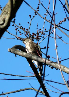 Sharpshined hawk