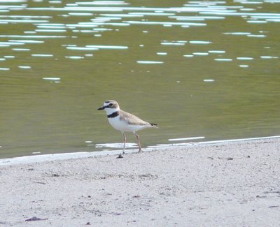 Plover