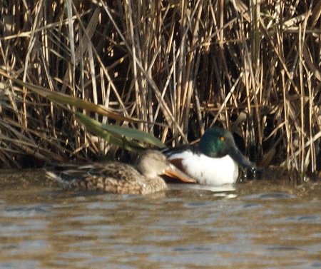 Northern Shoveler