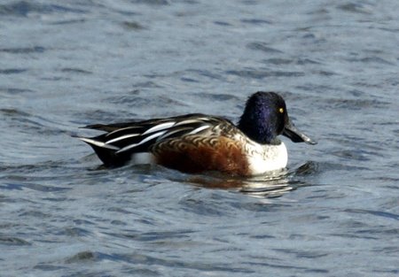 Northern Shoveler