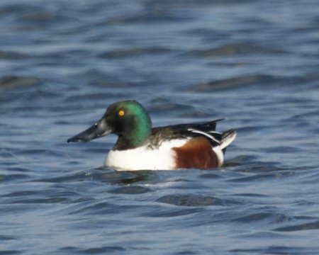 Northern Shoveler