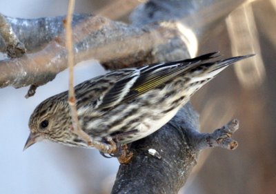 Pine Siskin