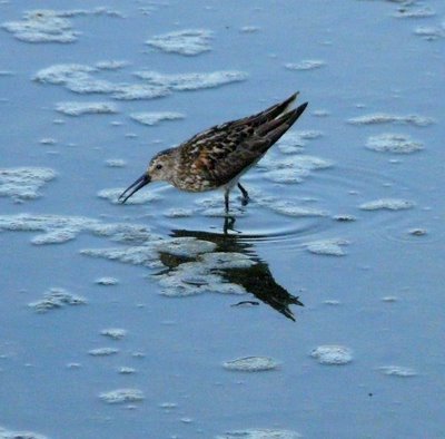 Sandpiper