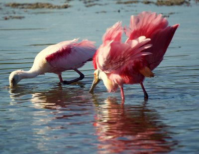 Roseate Spoonbills