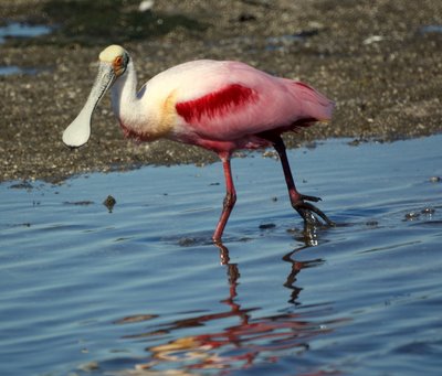 Roseate Spoonbill