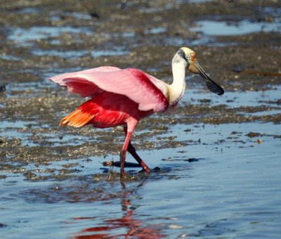 Roseate Spoonbill