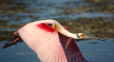 Roseate Spoonbill