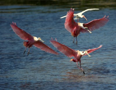 Roseate Spoonbills