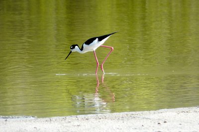 Black Necked Stilt