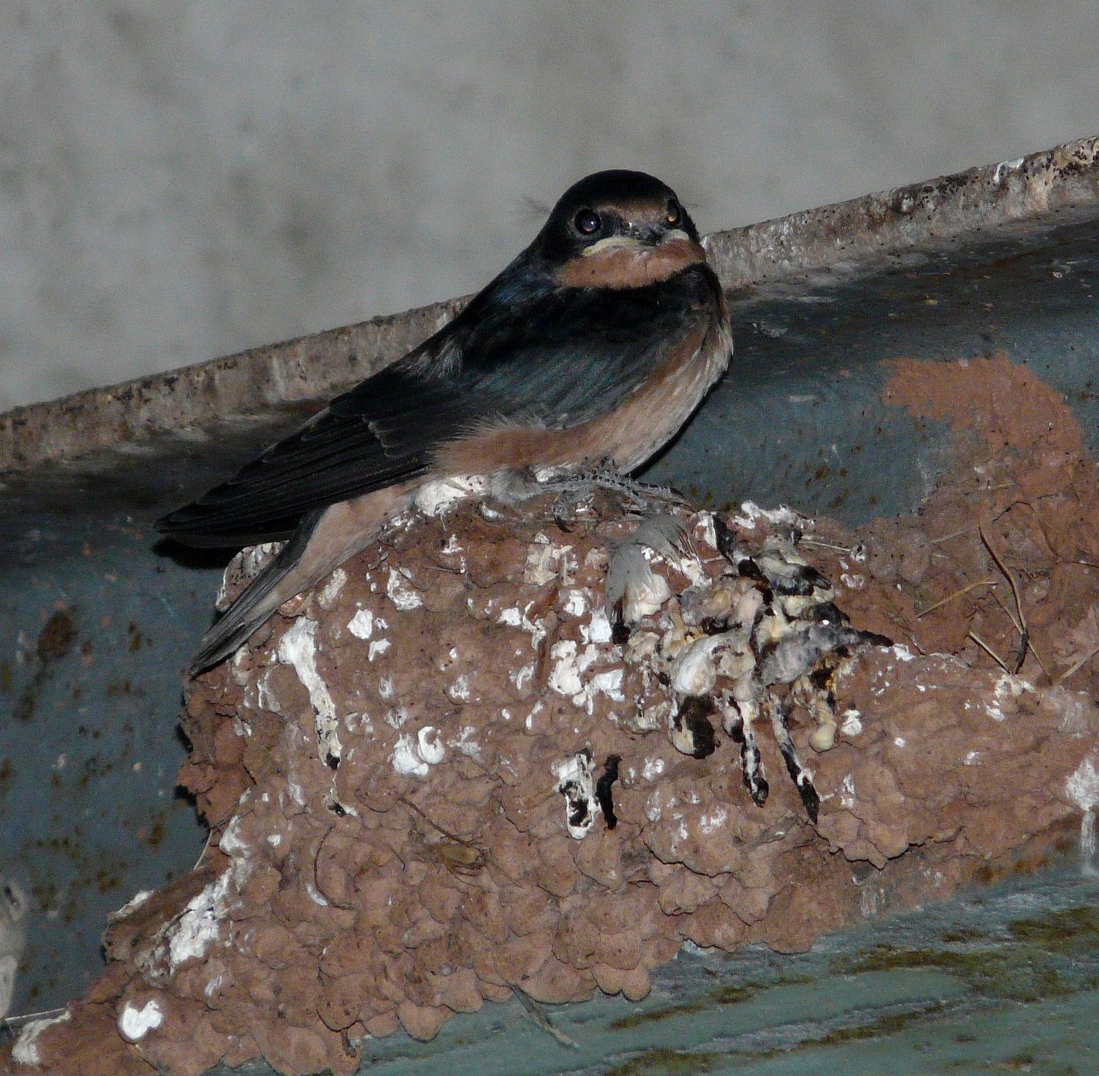 Baby Barn Swallow 73