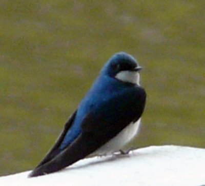 Tree Swallow