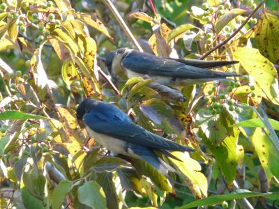 Swallows