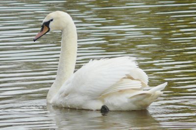 Swan