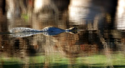 Swimming Squirrel