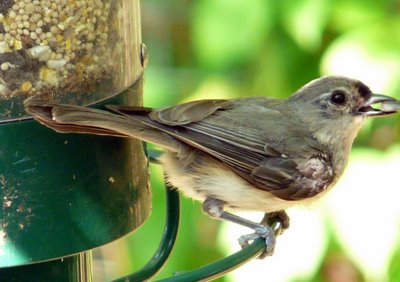 Tufted Titmouse