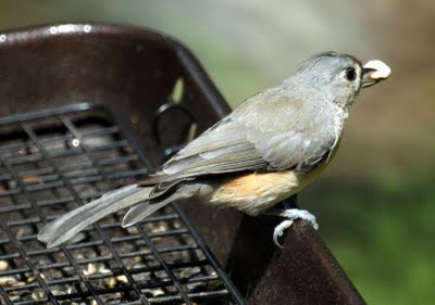 Tufted Titmouse