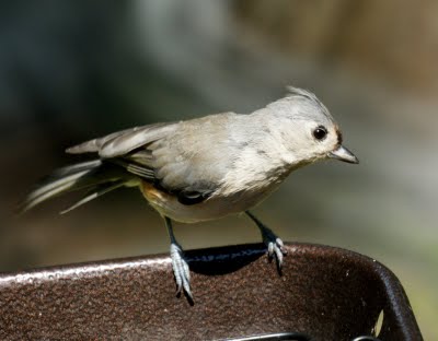 Tufted Titmouse