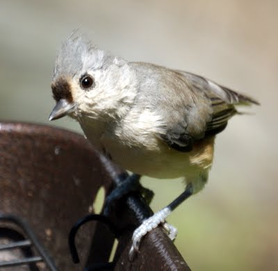 Tufted Titmouse