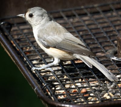 Tufted Titmouse