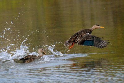 Mottled Ducks