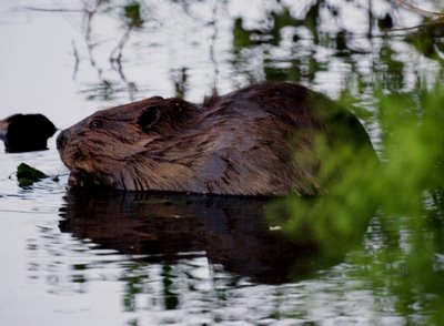 Beaver