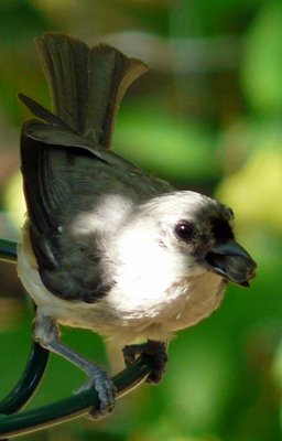 Tufted Titmouse