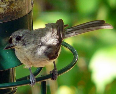 Tufted Titmouse