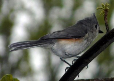 Tufted Titmouse