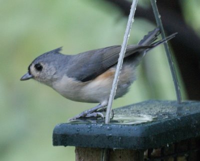 Tufted Titmouse