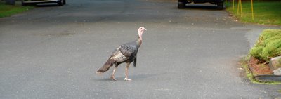 Wild Turkey